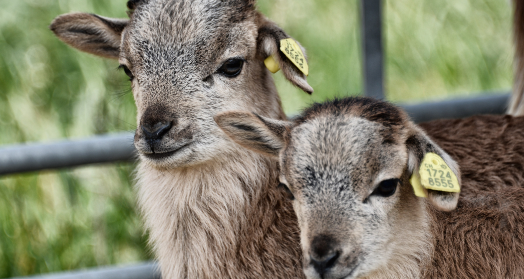Herzallerliebster Lama-Nachwuchs! (© Ziit-la.ch) Herzallerliebster Lama-Nachwuchs!