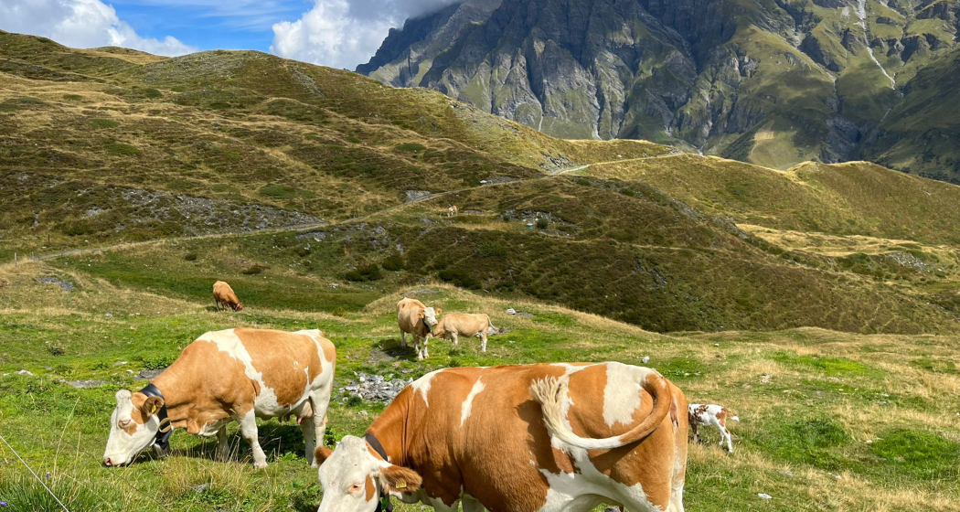 Mutterkühe auf der Grossalp (© Simon Walther) Mutterkühe auf der Grossalp