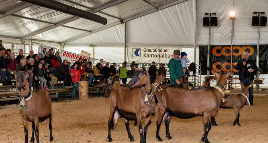Ziegen Präsentation im Tierzelt 2016 (© Agrischa) Ziegen Präsentation im Tierzelt
