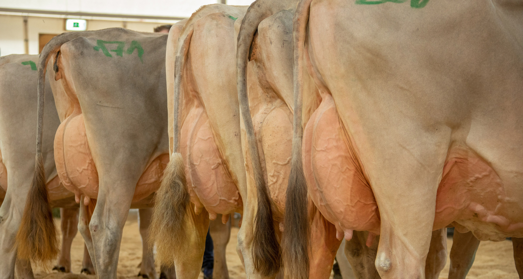 Milchviehausstellung Agrischa 2023 Ilanz (© Braunvieh Schweiz) Milchviehausstellung Agrischa 2023 Ilanz (© Braunvieh Schweiz)