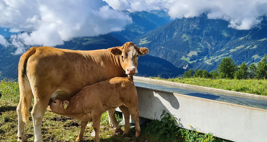 Mutterkuh mit Kalb auf der Alm Mora (© Alps da Trin) Mutterkuh mit Kalb auf der Alm Mora