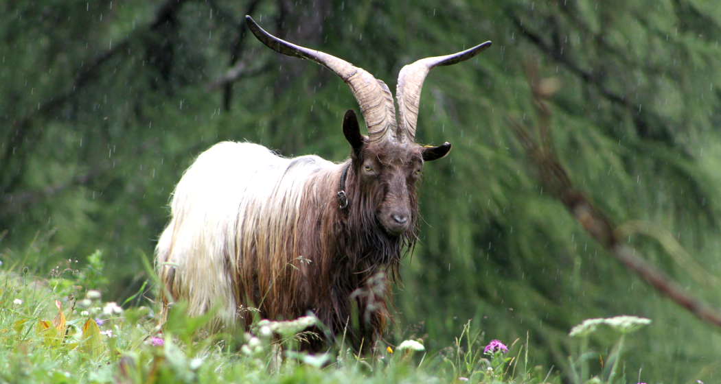 Kupferhalsbock (© Erika Hartmann) Kupferhalsbock