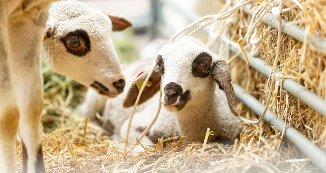 agrischa 2025 Schafe auf dem Arcas 