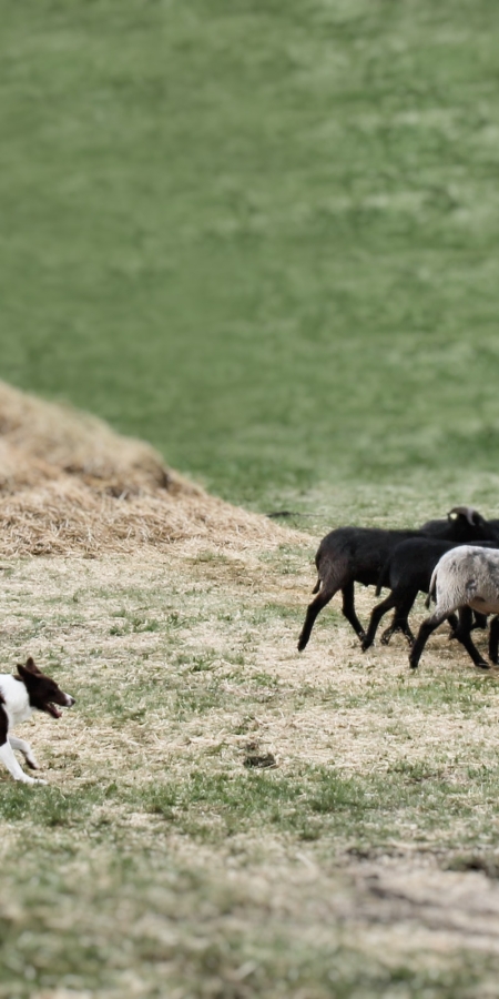 Hütehunde-Show: Beindruckende Leistung. (© Ziit-la.ch) Hütehunde-Show: Beindruckende Leistung.
