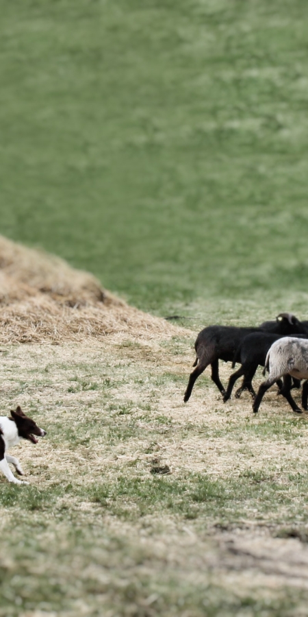 Hütehunde-Show: Beindruckende Leistung.