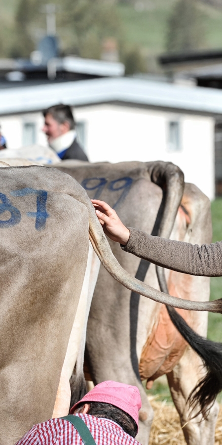Letzte Vorbereitungen vor der Jurierung. (© BBV) Letzte Vorbereitungen vor der Jurierung.