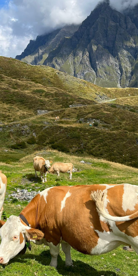 Mutterkühe auf der Grossalp (© Simon Walther) Mutterkühe auf der Grossalp