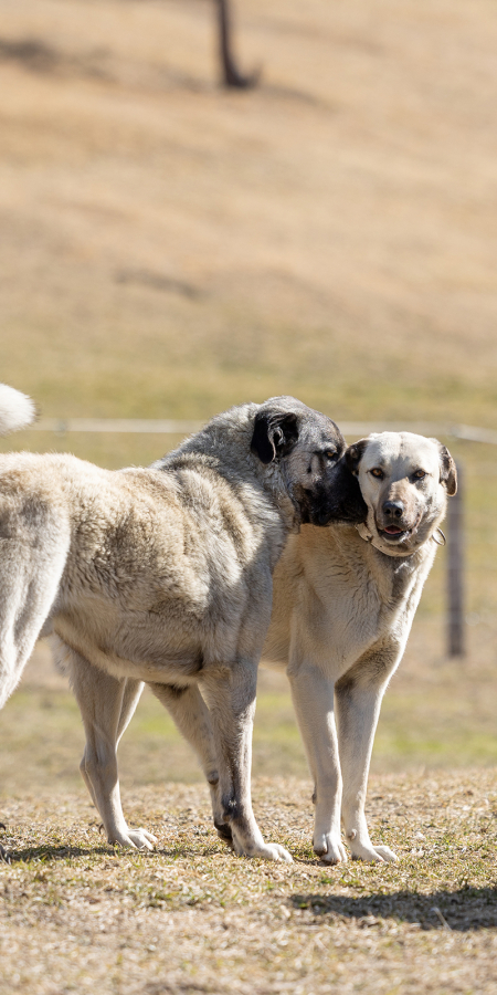Kangalrüde Jack und Kangalhündin Amal von Angie Kummer (© C. Jörger) Kangalrüde Jack und Kangalhündin Amal von Angie Kummer