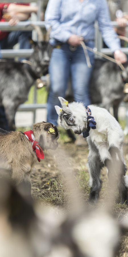 Agrischa 2023 Kleines Geisslein macht Sprünge (© Thomas Hablützel) Agrischa 2023 Kleines Geisslein macht Sprünge