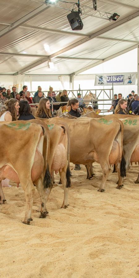 Milchviehausstellung Agrischa 2023 Ilanz (© Braunvieh Schweiz) Milchviehausstellung Agrischa 2023 Ilanz (© Braunvieh Schweiz)