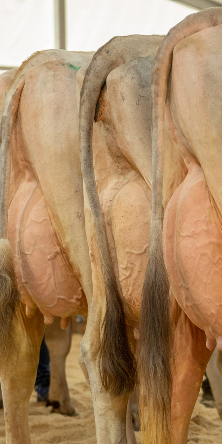 Milchviehausstellung Agrischa 2023 Ilanz (© Braunvieh Schweiz) Milchviehausstellung Agrischa 2023 Ilanz (© Braunvieh Schweiz)