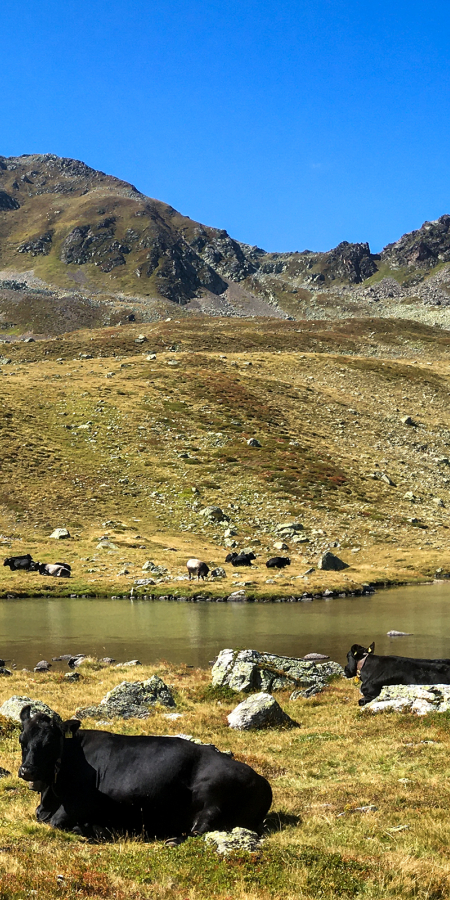 Mutterkühe geniessen den Alpsommer am Tälisee.