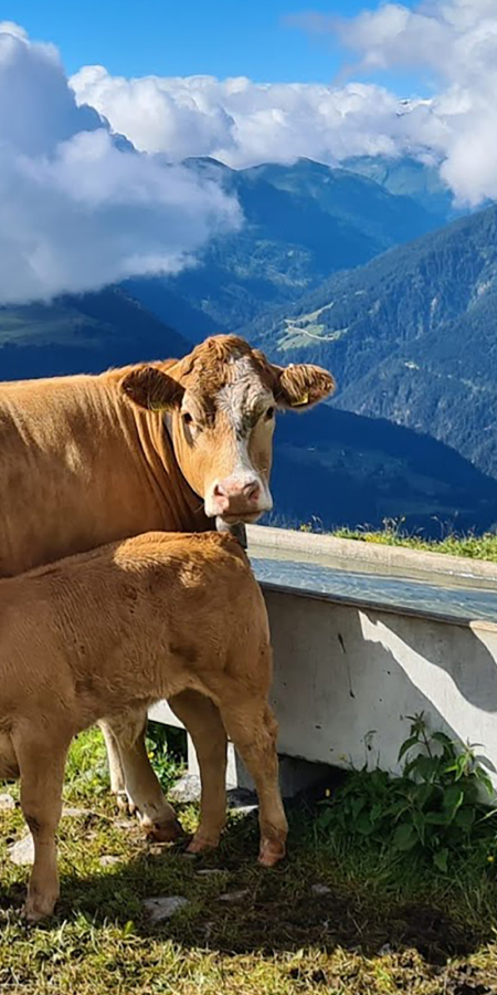 Mutterkuh mit Kalb auf der Alm Mora (© Alps da Trin) Mutterkuh mit Kalb auf der Alm Mora