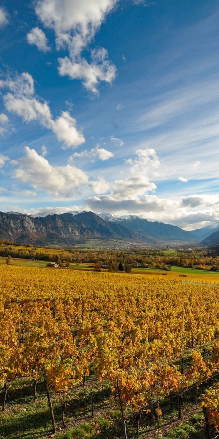 Alter Torkel Jenins (© Graubünden Wein) Alter Torkel Jenins