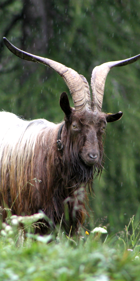 Kupferhalsbock (© Erika Hartmann) Kupferhalsbock