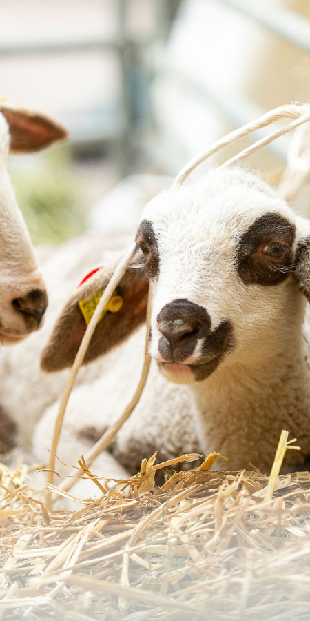 agrischa 2025 Schafe auf dem Arcas 