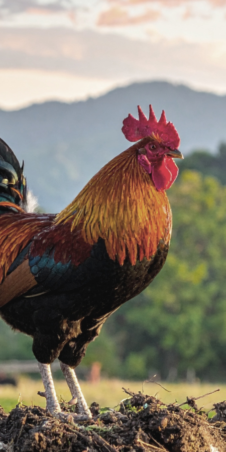 Farbenfroher Hahn auf dem Miststock.