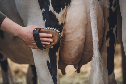 Kuh wird gestylt an der agrischa 2024 in Grüsch