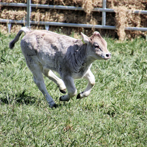 Kleines Kalb springt über die Wiese
