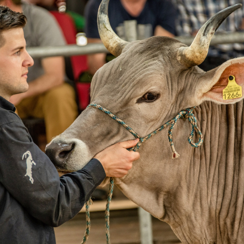Milchviehausstellung Agrischa 2023 Ilanz (© Braunvieh Schweiz)
