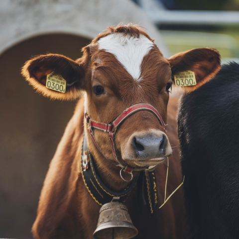 Kalb Jessica von Fam. Sutter, Fanas