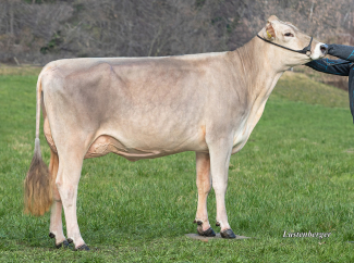 Musterbild Holdrio Jamaica 