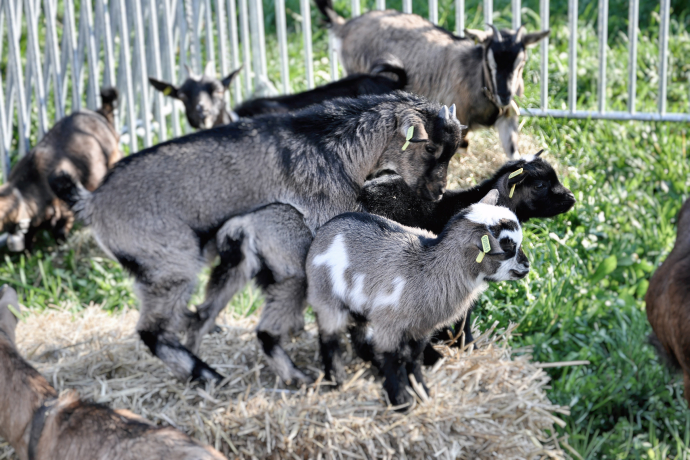 Junge Ziegen beim spielen (Foto: ©agrischa) Junge Ziegen beim spielen