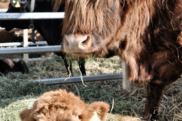Schottisches Hochlandrind mit Kalb (Foto: ©agrischa) Schottisches Hochlandrind mit Kalb