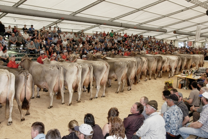 Volles Festzelt an der Championwahl (© BBV) Volles Festzelt an der Championwahl
