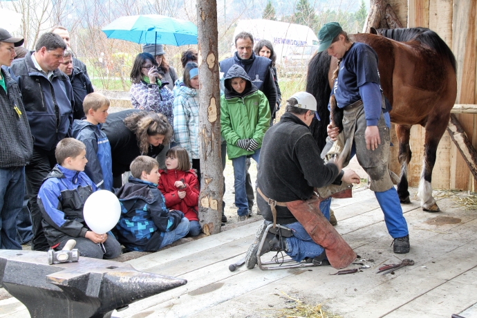 Der Hufschmid bringt das Eisen auf dem Huf auf