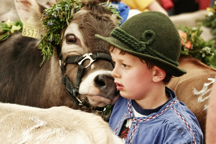 Jungzüchter und Kalb sind nicht gleicher Meinung.