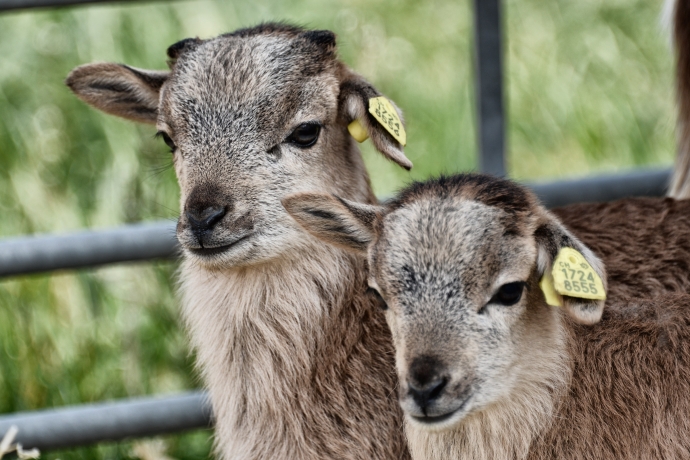 Herzallerliebster Lama-Nachwuchs! (© Ziit-la.ch) Herzallerliebster Lama-Nachwuchs!