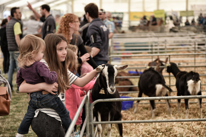 Ziegen lieben Streicheleinheiten. (© Ziit-la.ch) Ziegen lieben Streicheleinheiten.