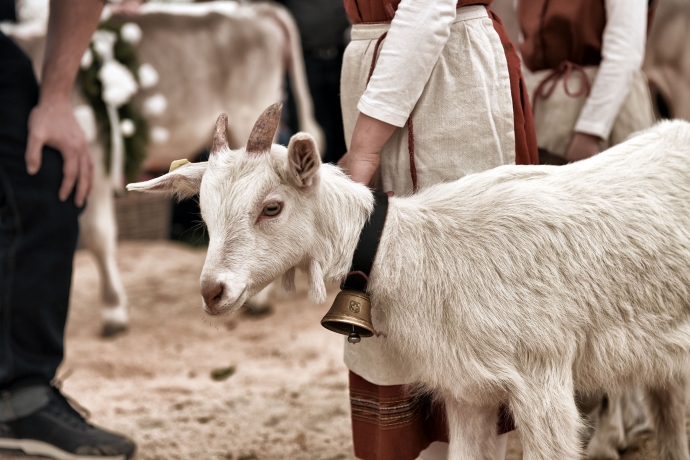 Lieblingstierwettbewerb: Hier wird nicht gemeckert.