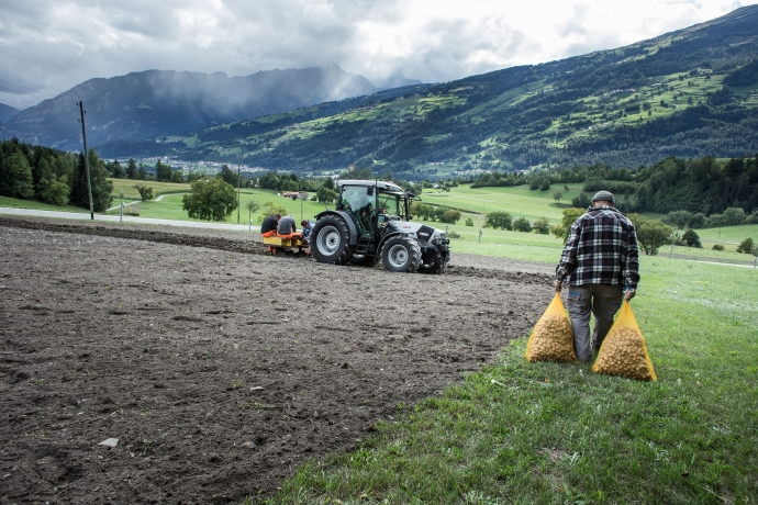 Kartoffelsaat im Domleschg