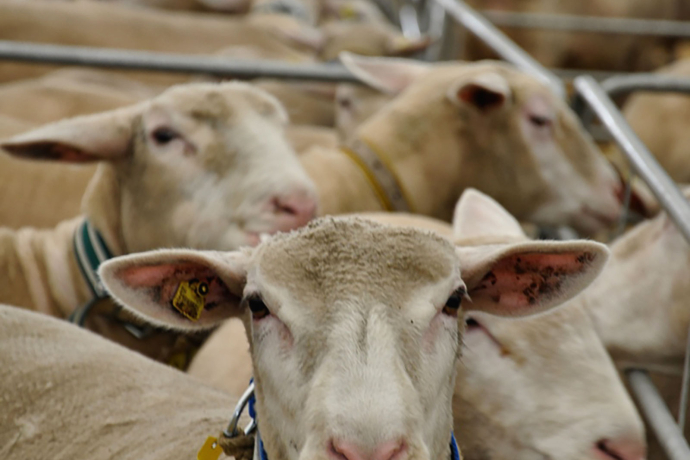 Die Schafe warten auf die Rangierung am Interregionencup.
