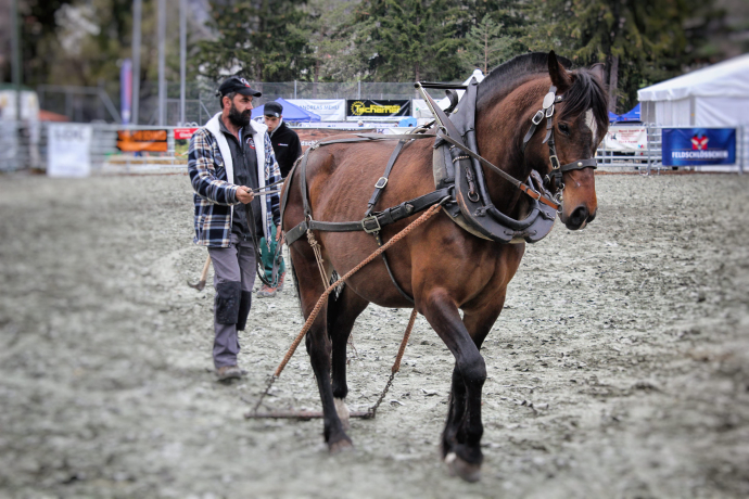 Pferde bei der Arbeit: Holzrücken.
