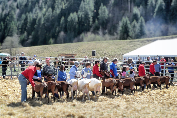 Genossenschaftscup der Ziegen
