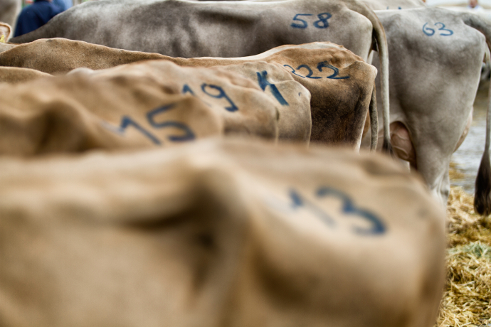 Milchvieh agrischa Ilanz 2016 (© BBV) Milchvieh agrischa Ilanz 2016