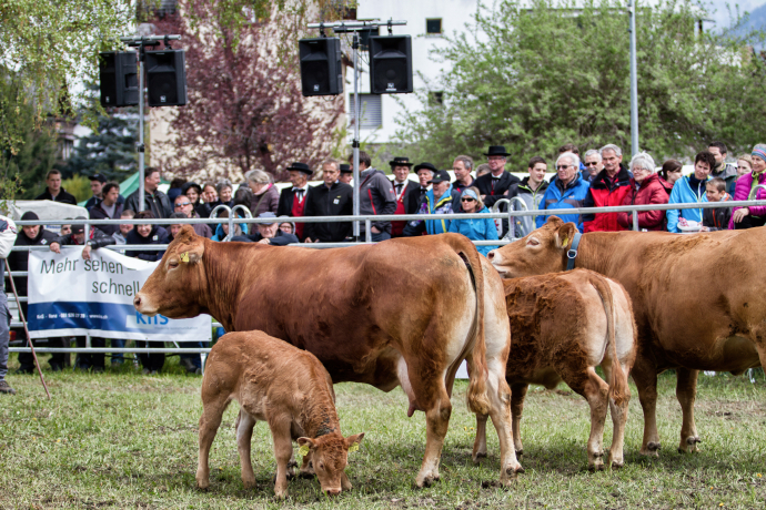 Mutterkühe im Vorführring (© Agrischa) Mutterkühe im Vorführring