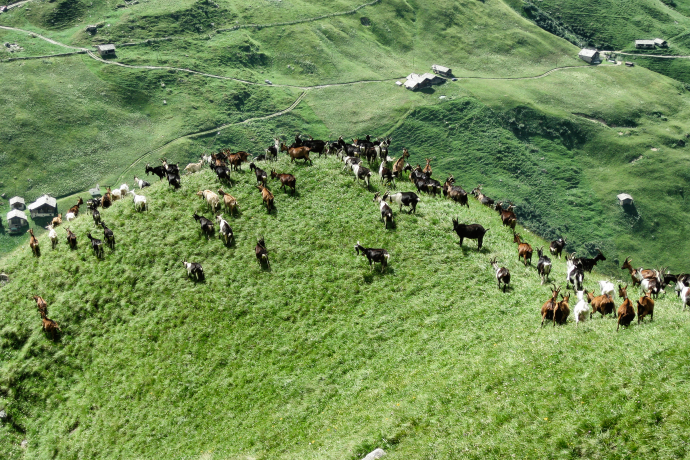 Ziegen auf der Alp