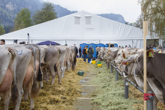 Milchviehausstellung Agrischa 2016 Ilanz 