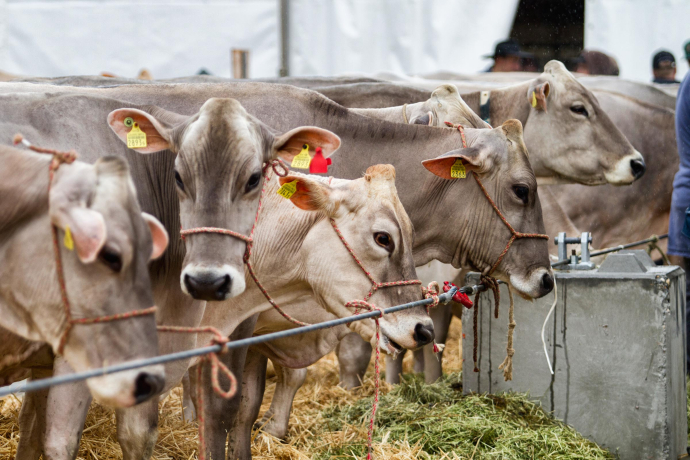 Die Milchkühe warten geduldig auf die Präsentation. (© agrischa) Die Milchkühe warten geduldig auf die Präsentation.