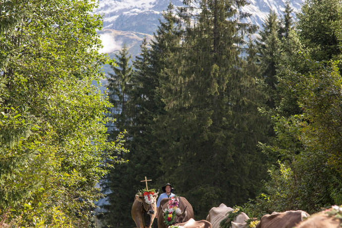 Uri: Alpabfahrt Alp Stössi (©Sergio Poletti) Uri: Alpabfahrt Alp Stössi