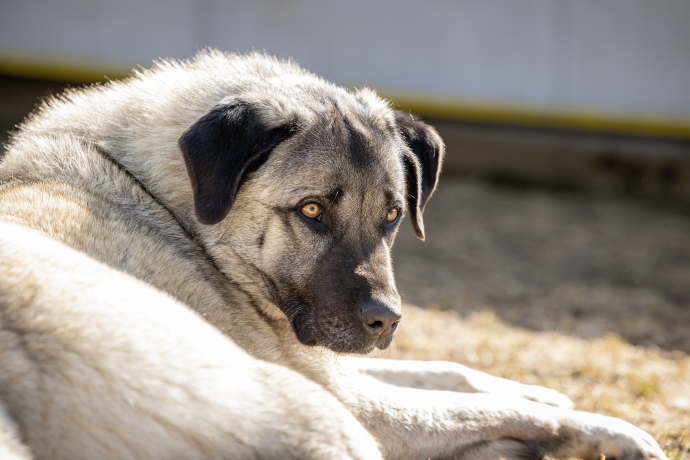Schutzhund Rasse Kangal von Angie Kummer (© C. Jörger) Schutzhund Rasse Kangal von Angie Kummer (© C. Jörger)