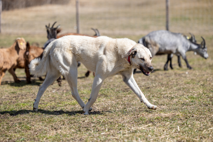 Schutzhund Rasse Kangal von Angie Kummer (© C. Jörger) Schutzhund Rasse Kangal von Angie Kummer
