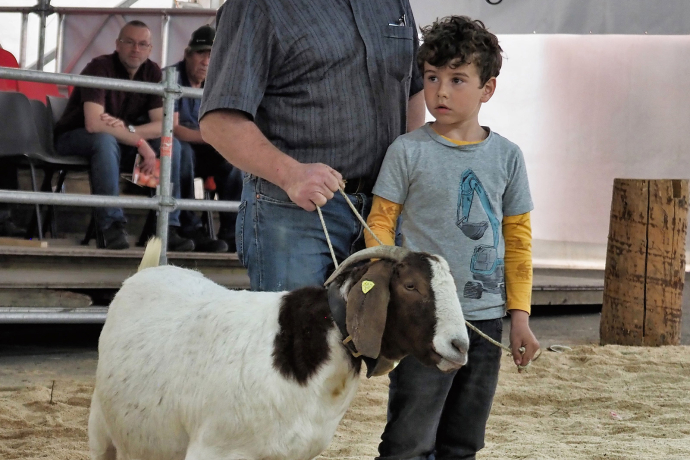 Regionale Ziegenaustellung agrischa 2023 (© Walter Schlegel) Regionale Ziegenaustellung agrischa 2023