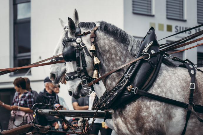 agrischa 2023 Festumzug Pferdegespann Gotthard-Post (© Tina Gerber) agrischa 2023 Festumzug Pferdegespann Gotthard-Post