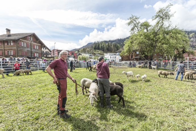 Agrischa 2023 Rassenpräsentation Schafe (© Thomas Hablützel) Agrischa 2023 Rassenpräsentation Schafe