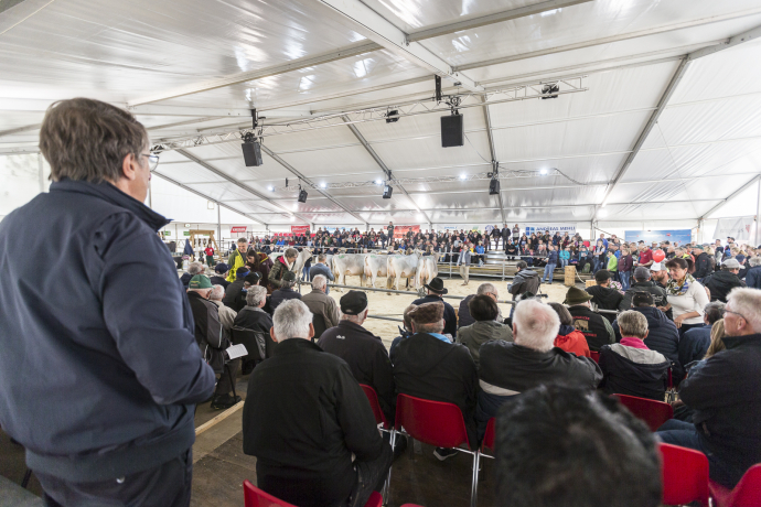 agrischa 2023 Volles Zelt an der Milchviehausstellung (© Thomas Hablützel) agrischa 2023 Volles Zelt an der Milchviehausstellung